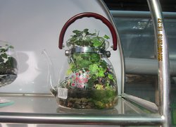 Виставковий центр продажу декоративного садивного матеріалу ,,ВАШ САД,, на Французькому бульварі (м. Одеса)